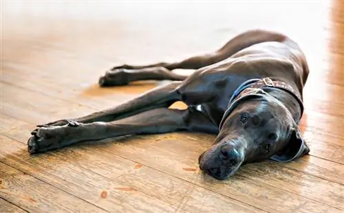 anjing great dane beristirahat di lantai kayu