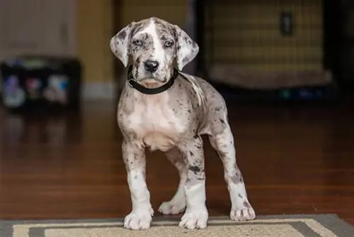 merle great dane puppy berdiri di dalam ruangan