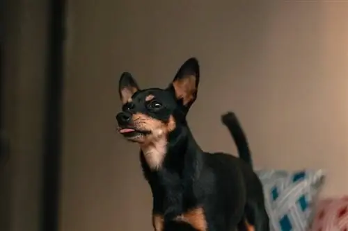 pinscher miniatura