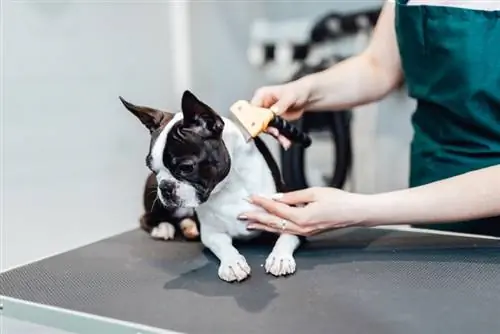 10 beste borsels vir Boston Terriers - 2023 resensies & Topkeuses