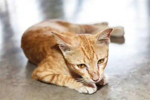 Kucing berbaring di atas lantai konkrit