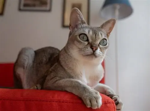 Kucing Singapura berbaring di sofa