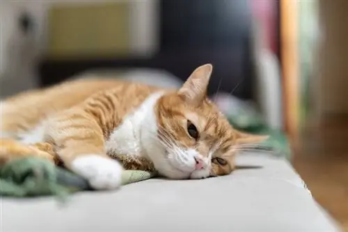 Die alte Ingwer-Hauskatze ruht auf der Couch