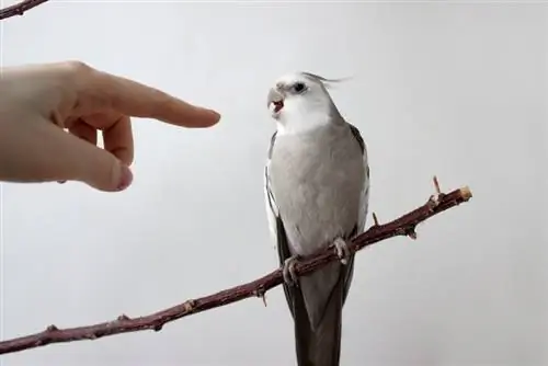 Cockatiel er i ferd med å bite en persons finger