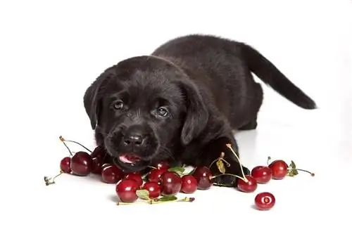 Svart labradorvalp og Cherry_utekhina anna_shutterstock