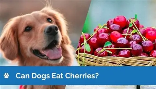 ¿Pueden los perros comer cerezas? ¡Lo que necesitas saber