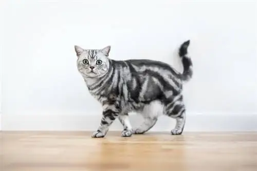 tabby british shorthair муур алхаж байна