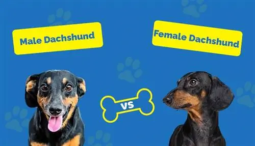 Mascul vs Femeie Dachshund: Cum sunt ele diferite?