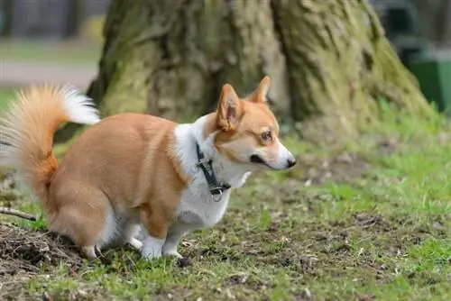 Walisisk corgi pembroke hund gjør en bæsj i parken