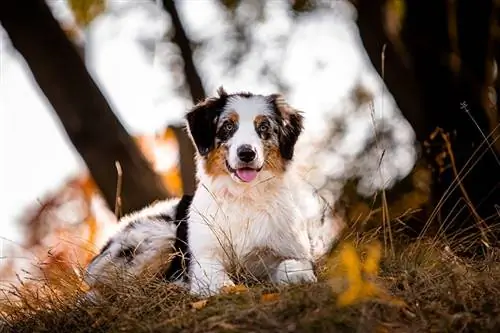 chien de berger australien dans la forêt