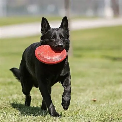 Iloinen koira, jolla on punainen frisbee