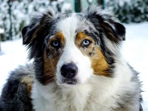 blue merle Austrālijas aitu suns ar zilām acīm