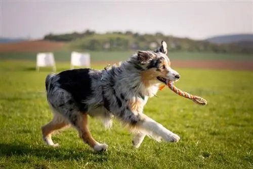 blue merle Austrālijas aitu suns, kas spēlējas ar vilnas virves rotaļlietu pļavā