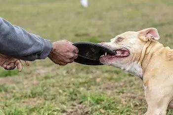 10 bedste hundefrisbees (hårde & bløde modeller) i 2023 – Anmeldelser & Topvalg