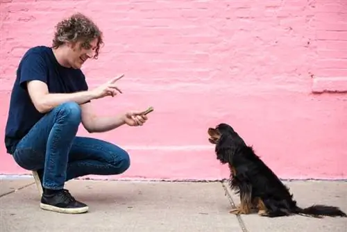 Cavalier King Charles Spaniel