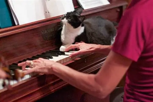 Musician Cat na Nakaupo sa Piano