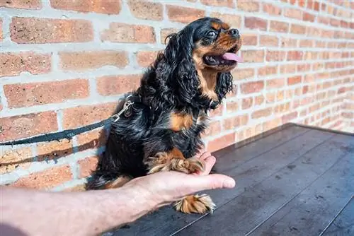 Sú Cavalier King Charles španieli inteligentní? Zaujímavá odpoveď