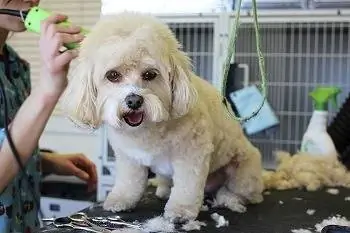 Un chien chez le toiletteur