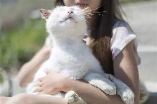 chat blanc qui ronronne