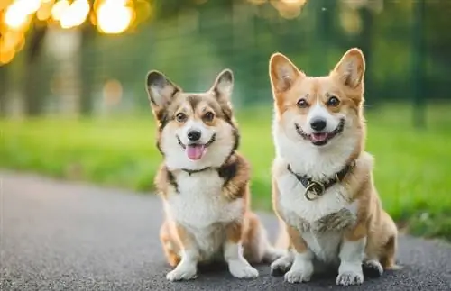 schattige welsh corgi pembroke honden