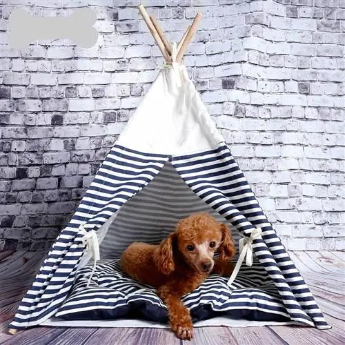 Ein brauner Hund sitzt in einem Tipi-Bett