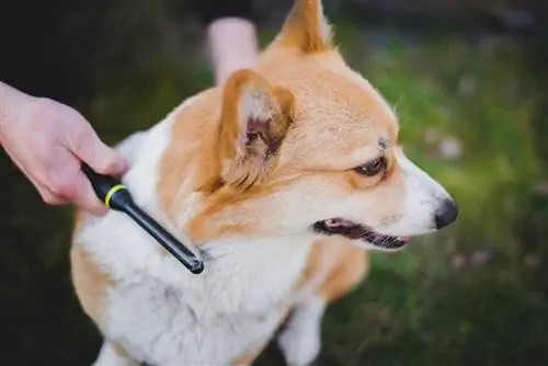 cepillando un corgi