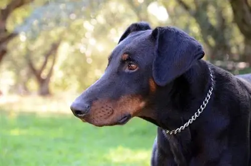 modrý doberman