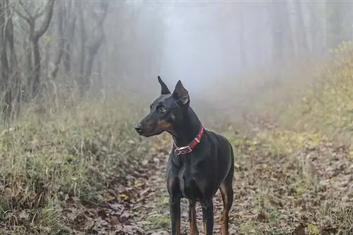 Doberman blu në pyll