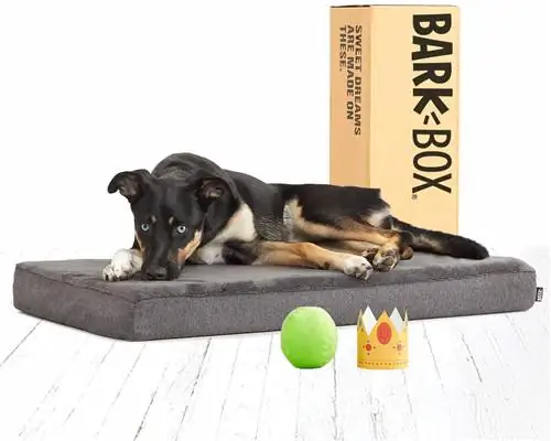 BarkBox жад көбігі