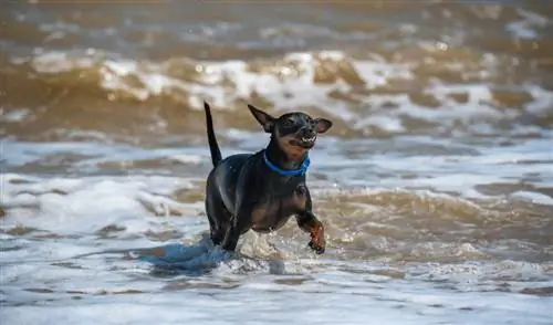 Doberman di sungai