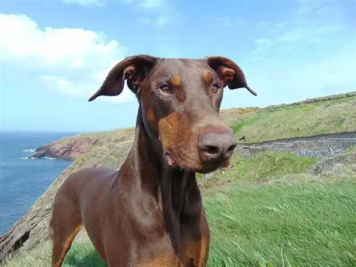 närbild röd doberman