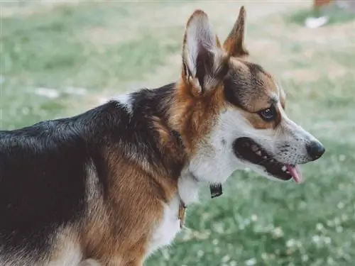 Kolmevärviline Corgi seisab murul