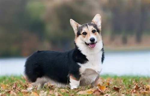 Walijski Corgi Pembroke