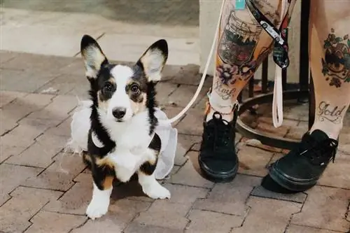 Tri-Color Corgi: Gambar, Fakta dan Sejarah