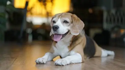 cane beagle tascabile sdraiato sul pavimento