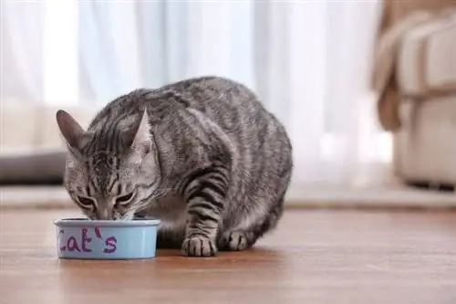 gato atigrado comiendo comida para gatos fuera del tazón dentro