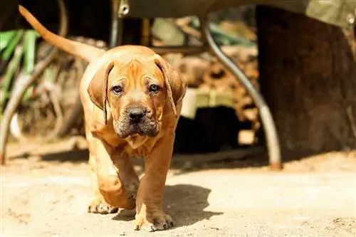 boerboelis, šuniukas