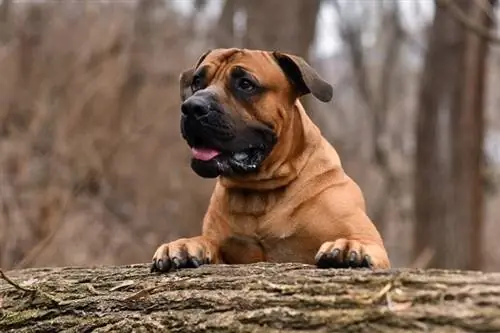 boerboel