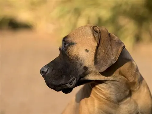 Boerboel