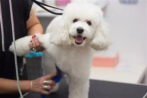 Merawat anjing kecil di salon rambut untuk anjing. Pudel putih yang cantik