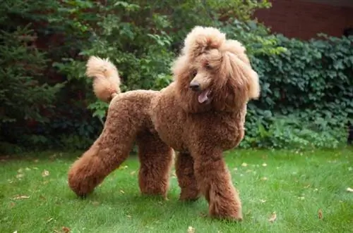 poodle nyekundu yenye furaha kwenye nyasi