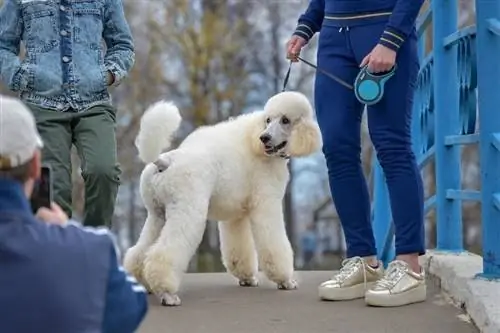 պուդել շղթայի վրա