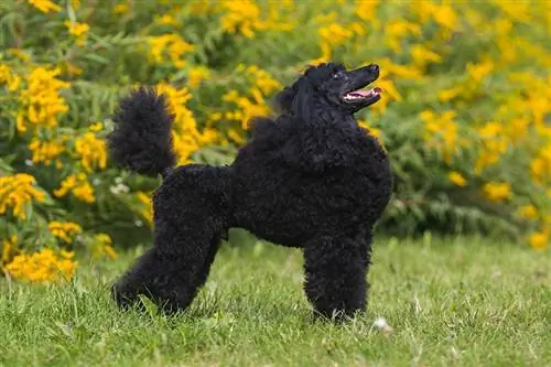 Πλάγια όψη Moyen Poodle