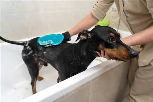 orang memandikan doberman