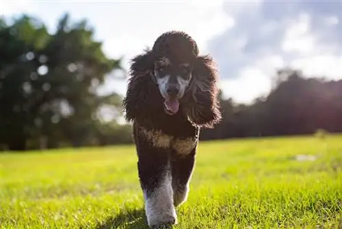 poodle ma tiêu chuẩn đi trên cỏ