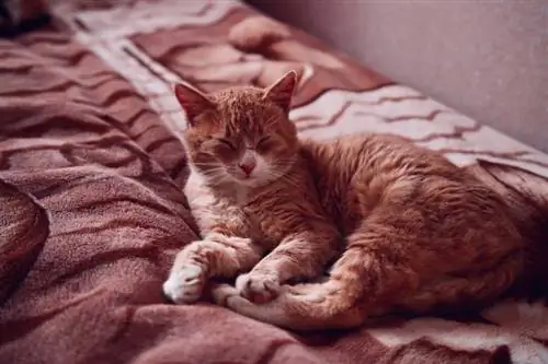 Gato de niebla australiano en la cama