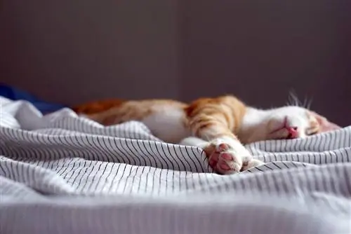 Orangefarbene Katze schläft beim Essen im Bett