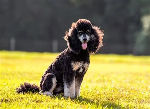 Phantom Poodle. Facts, Origin & Պատմություն (նկարներով)