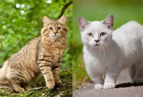 Siberian Munchkin Cat Mix - Guia de cura, imatges, informació & Més