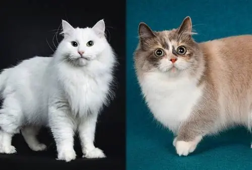 kucing siberia dan munchkin